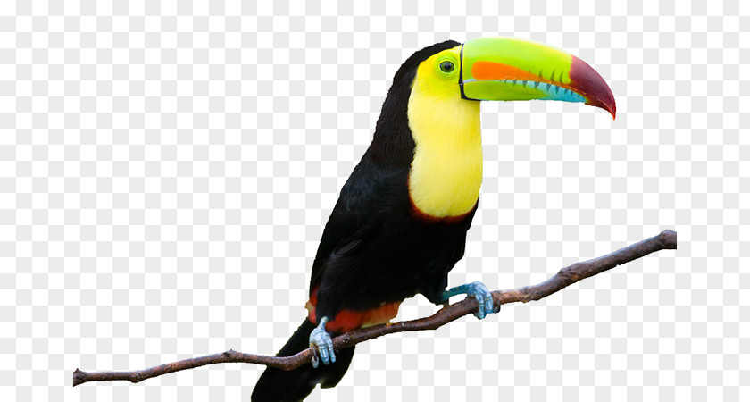 Toco Toucan PNG