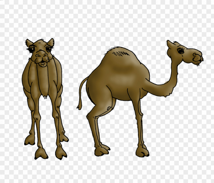 Battle Of The Camel Dromedary Bactrian Wildlife Horse PNG