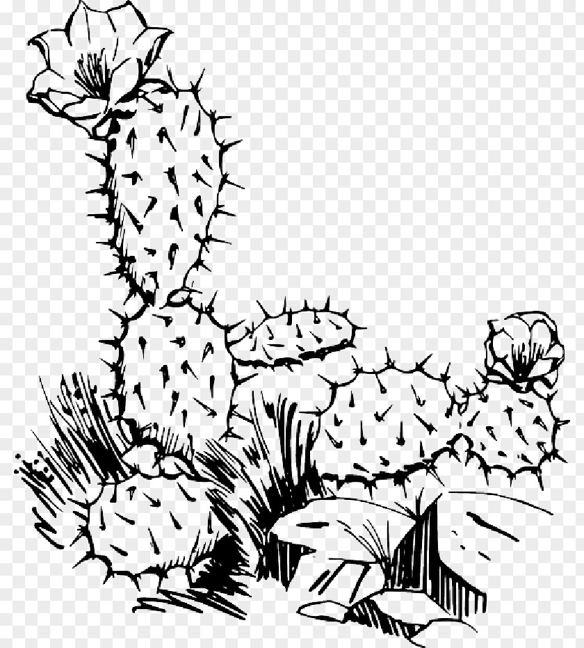 Cactus Clip Art Cactus/ Openclipart Prickly Pear PNG