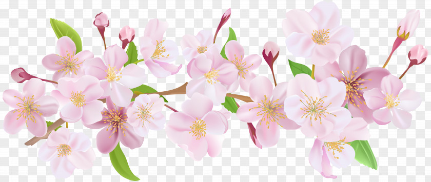 Cherry Blossom Spring Branch Clip Art Paper Wallpaper PNG