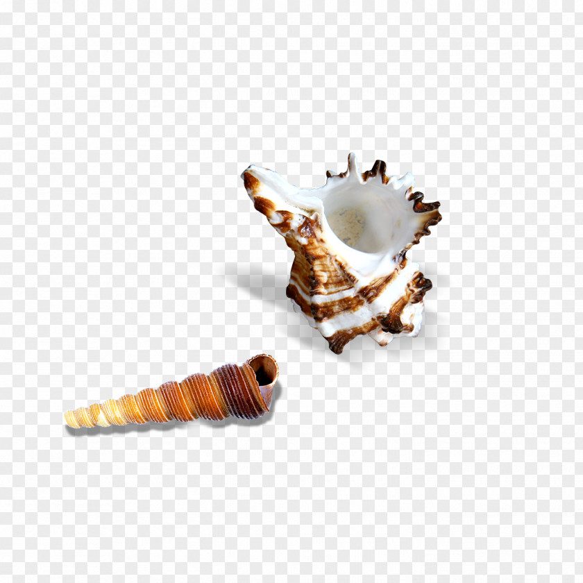 Conch Seashell Pearl Icon PNG