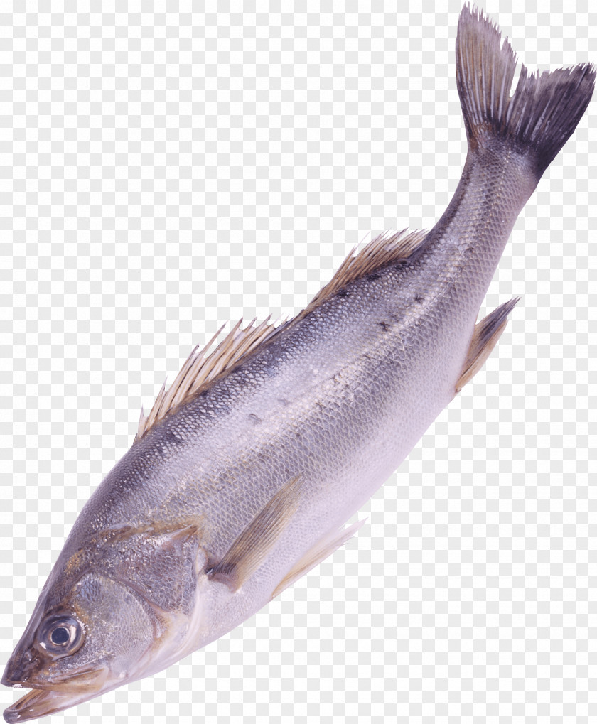 Fish Image Clip Art PNG