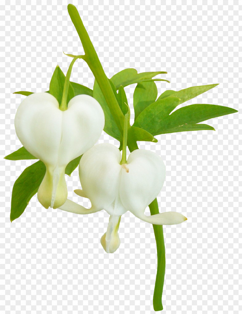 Flower Cut Flowers Green Fleur Blanche White PNG
