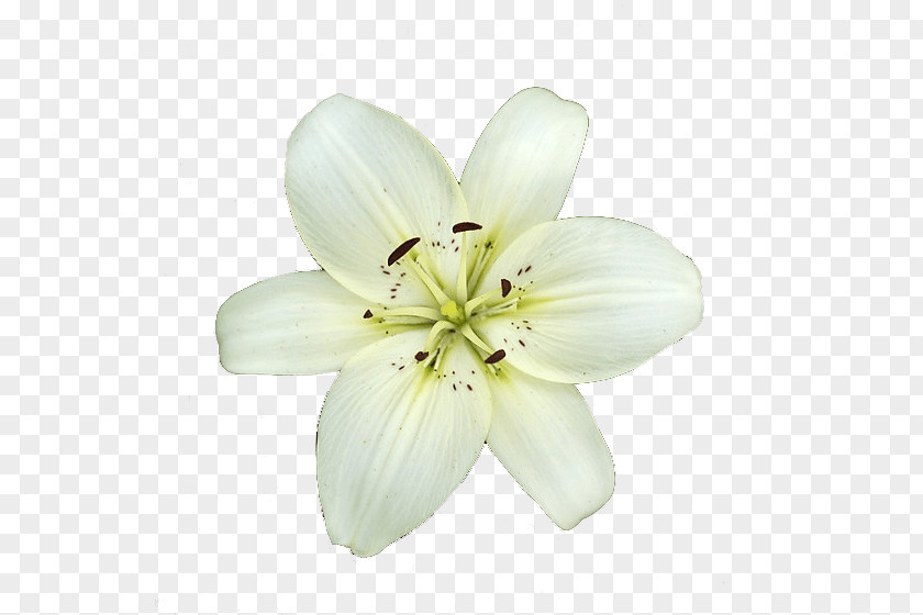 White Flower Lilium Candidum Garden Lilies PNG