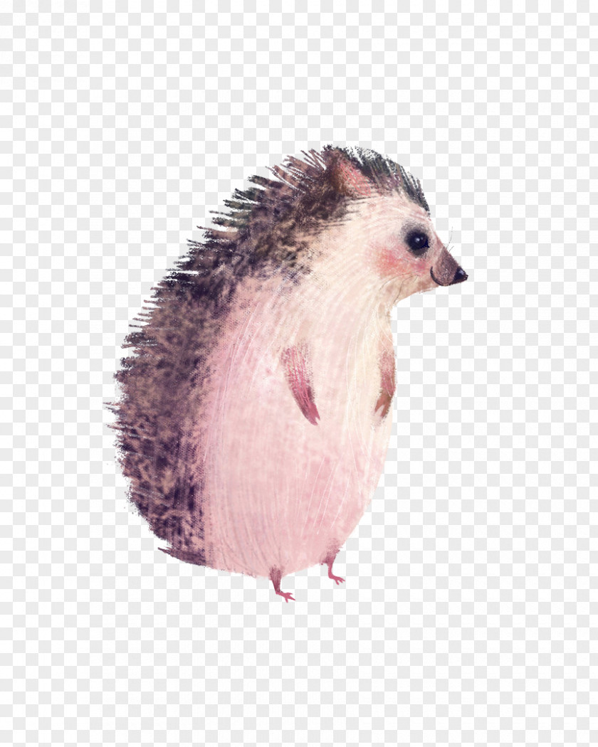 Animals Hedgehog Drawing Animal Illustration PNG