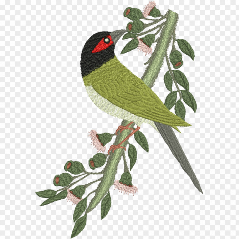 Bird Australasian Figbird Feather Parakeet Beak PNG