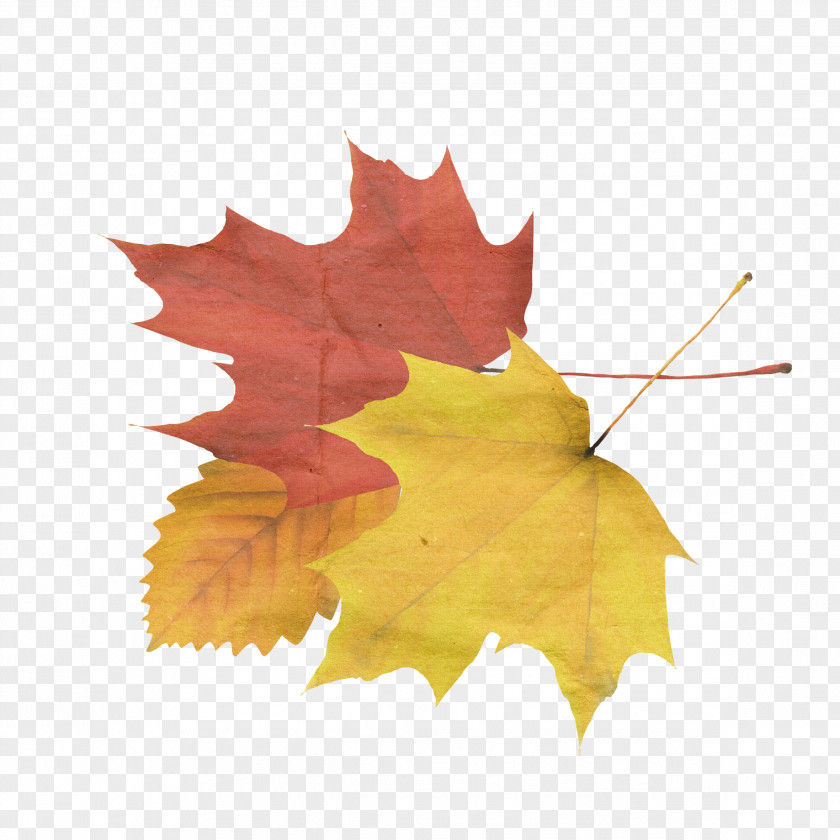 Creative Autumn Leaf Clip Art PNG