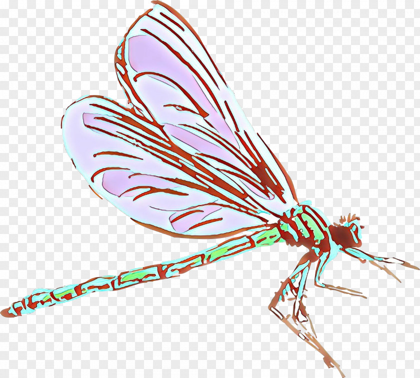 Damselfly Fly Feather PNG