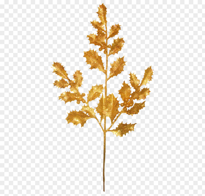 Golden Samphire Inula Crithmoides Food Image Vector Graphics Clip Art PNG
