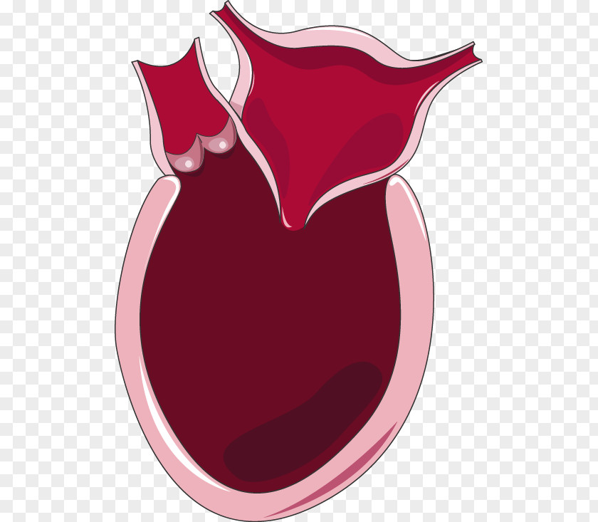 Heart Diastolic Failure Systole Diastole Artery PNG