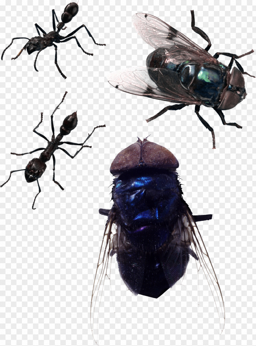 Insect Clip Art Fly Image PNG