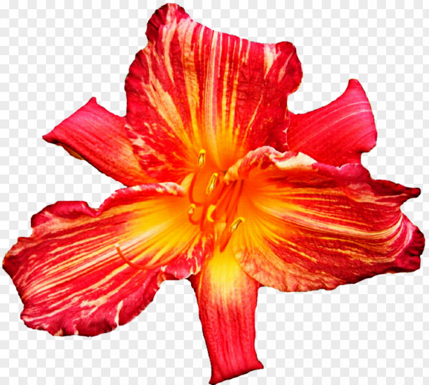 Tiger Lily Jersey Cut Flowers Clip Art PNG