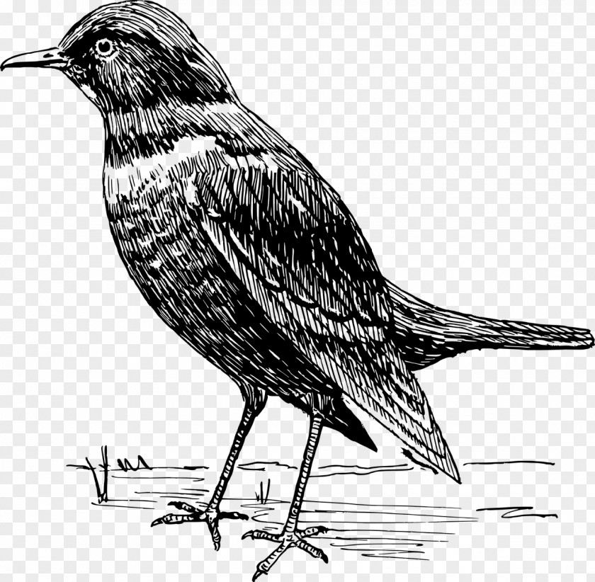 Bird American Crow Common Blackbird Clip Art PNG