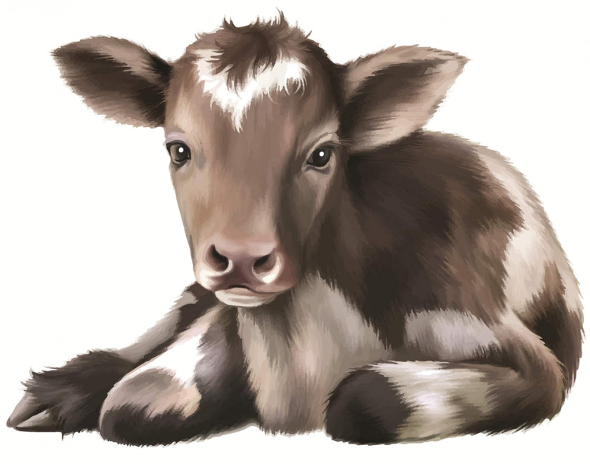 Calf Angus Cattle Infant Image Stock Photography PNG