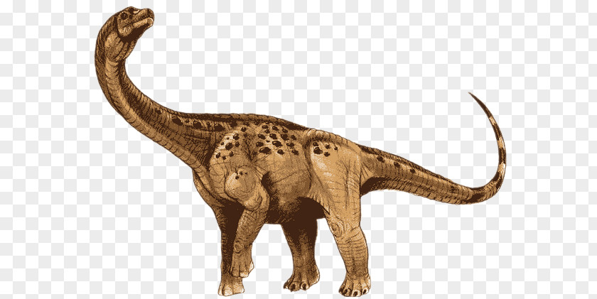 Dinosaur Antarctosaurus Apatosaurus Jainosaurus Argentinosaurus Stegosaurus PNG