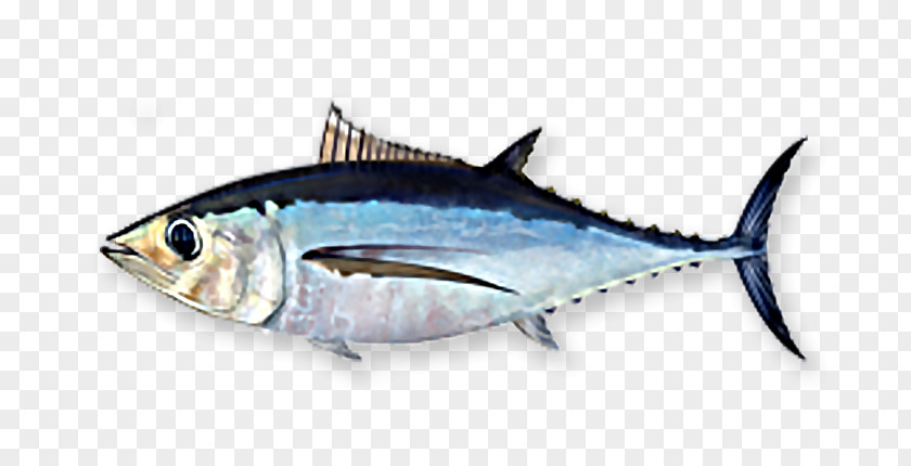 Fish Albacore Bigeye Tuna Skipjack Yellowfin PNG