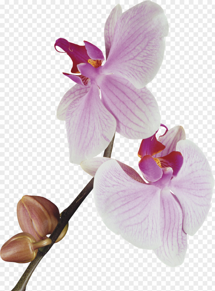 Flower Moth Orchids Cattleya Dendrobium Nobile Clip Art PNG