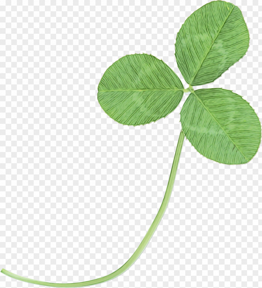 Plant Stem Clover Leaf Green Flower Dutch PNG