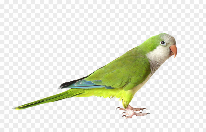 Sparrow Monk Parakeet Parrot Bird Cockatiel Pin Feather PNG