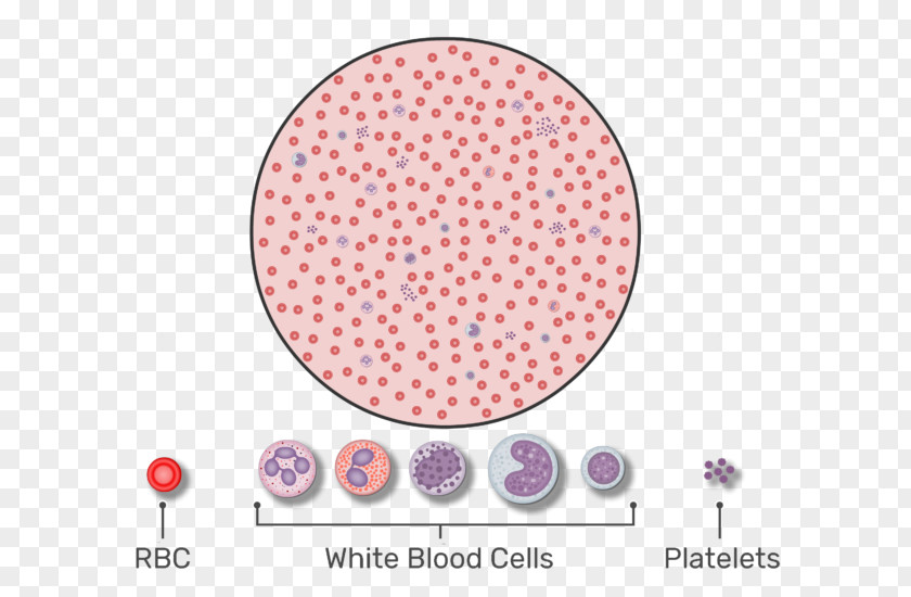 A Drop Of Blood Red Cell Complete Count White Platelet PNG