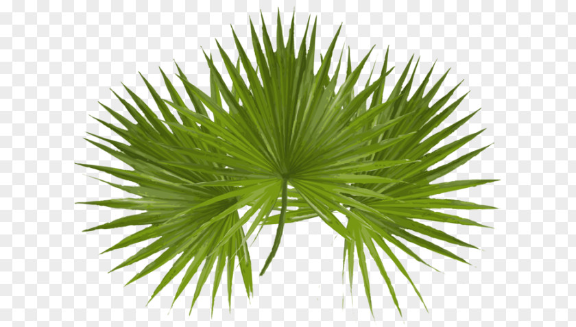 Palm Leave Asian Palmyra Arecaceae Sunday Desktop Wallpaper Clip Art PNG