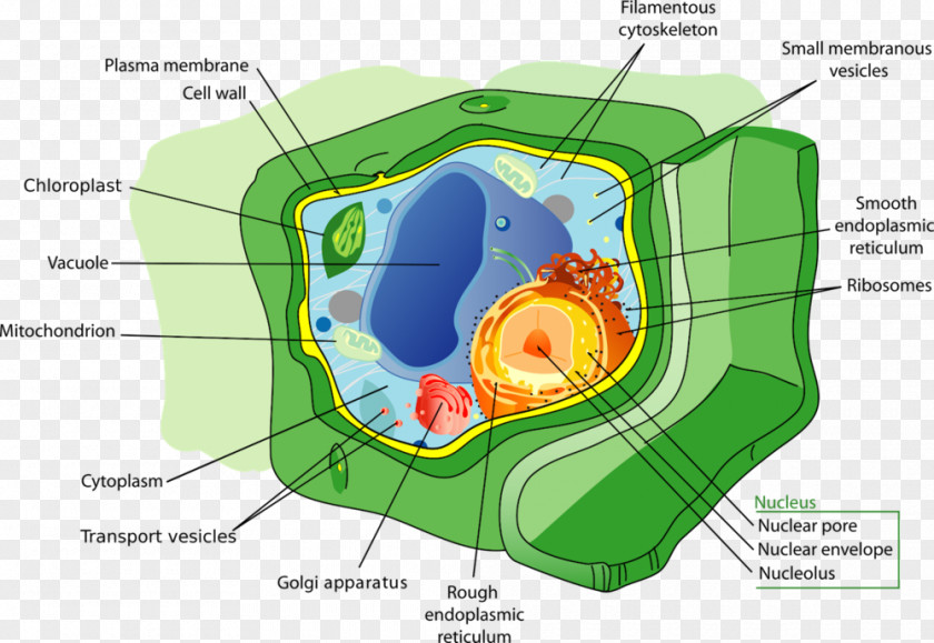 Plant Cell Organelle Vacuole PNG