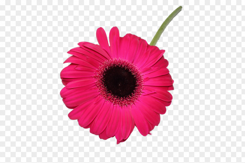 Plant Gerbera Drawing Of Family PNG