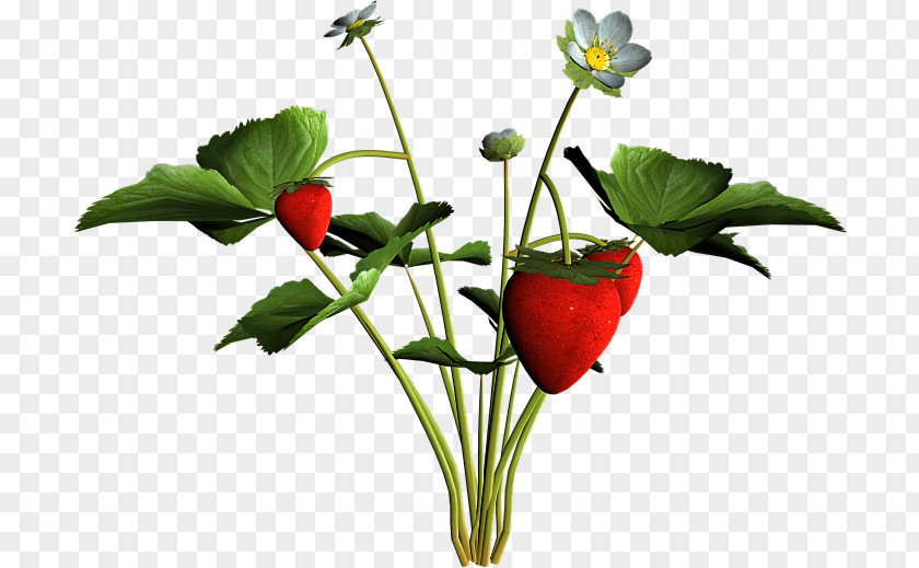 Strawberry Cut Flowers Natural Foods Plant Stem Flowerpot PNG