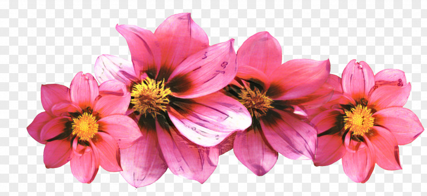 Flower Floral Design Cosmetics Peony Petal PNG