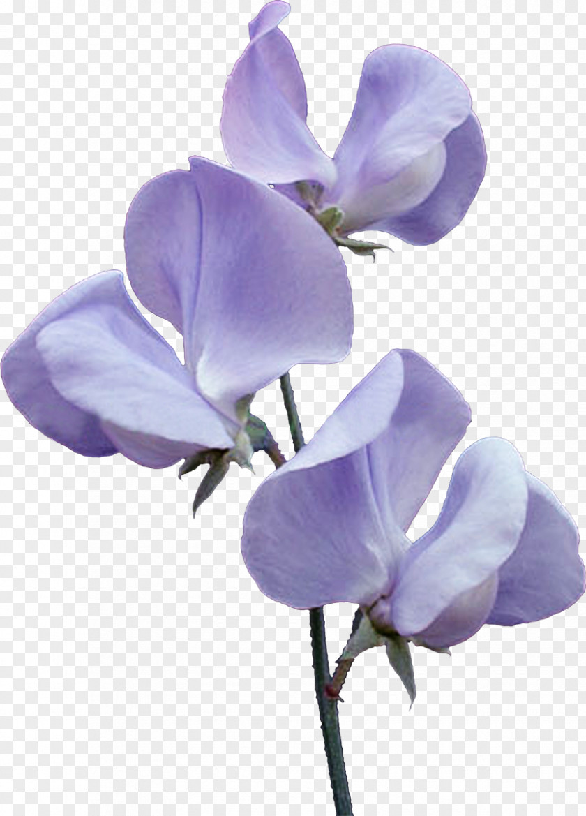 Flower Violet Blue Clip Art PNG