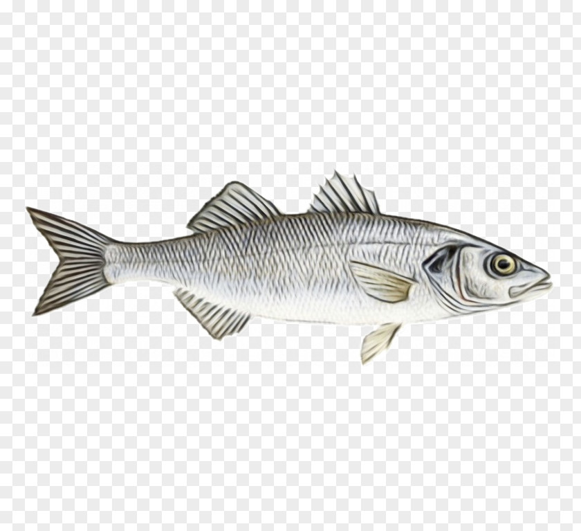 Northern Largemouth Bass Striper Fish Pike Bony-fish PNG