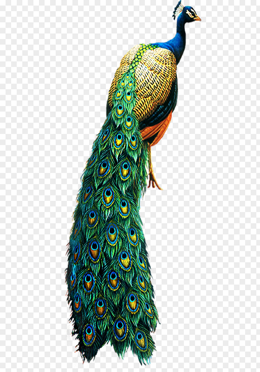 Peacock Asiatic Peafowl Bird Clip Art PNG