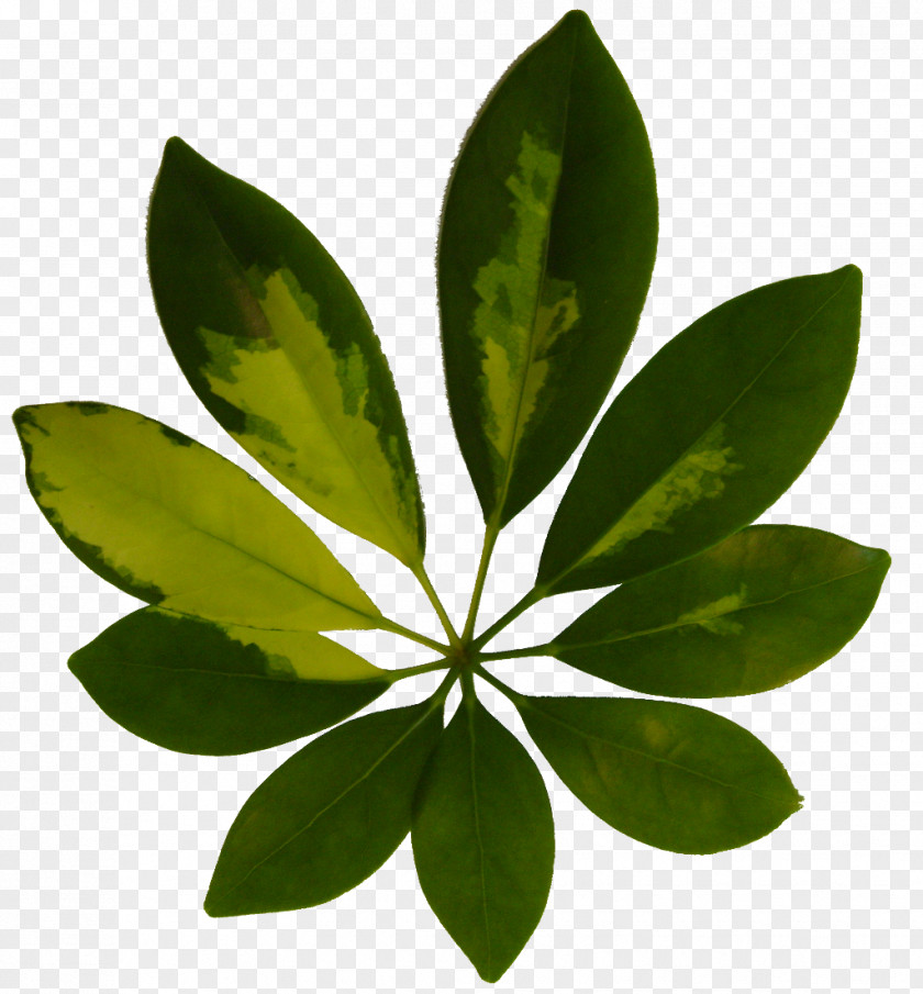 Plant Leaf Fern Tree Vegetation PNG