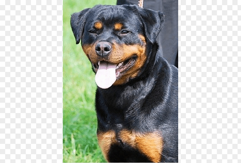 Puppy King Rottweilers Dog Breed Litter PNG