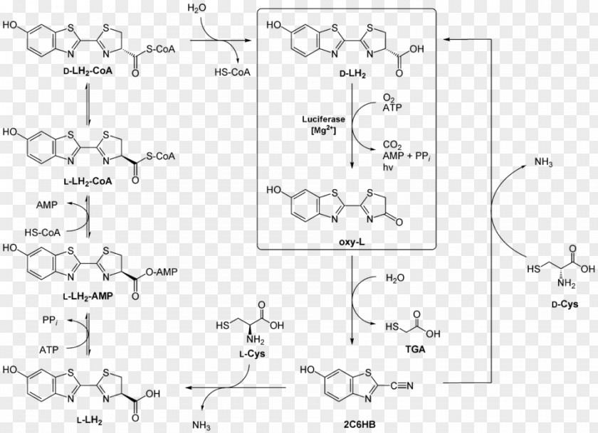 Structural Formula Chemistry Chemical Space-filling Model Natta Projection PNG