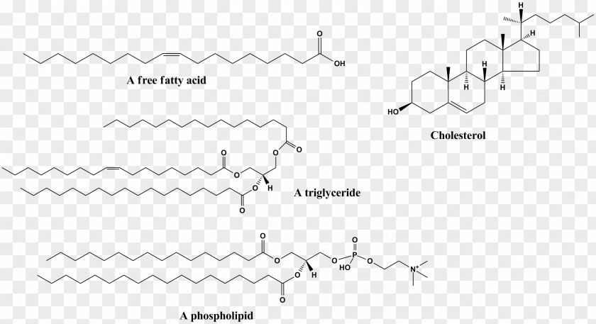 Biological Medicine Advertisement Hydrophobe Hydrophile Molecule Chemical Polarity Hydrophobic Effect PNG