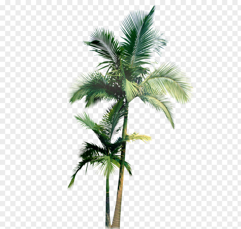 Coconut Tree Vector Arecaceae Flower Clip Art PNG