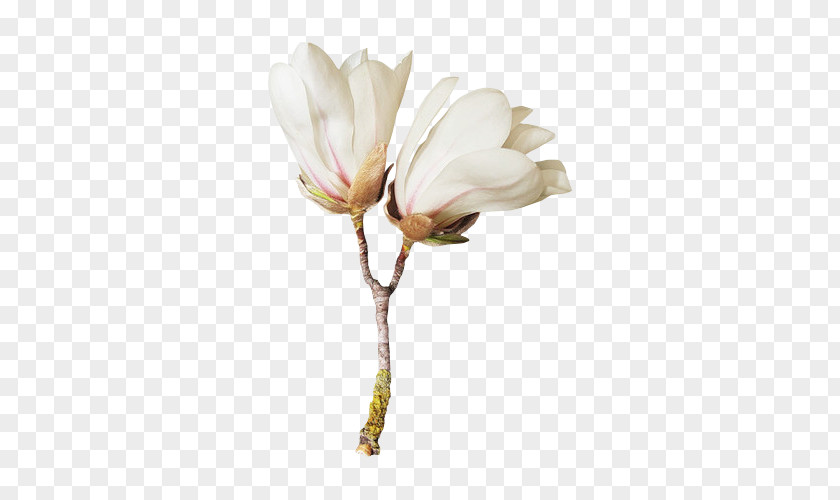 Flower Blog Clip Art PNG