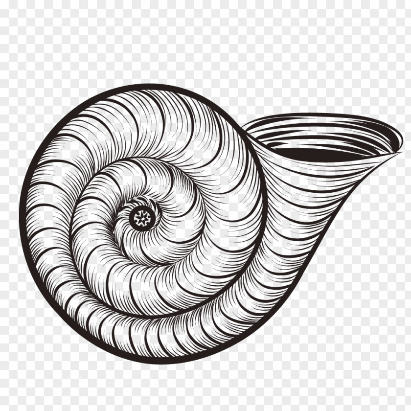 Hand-painted Exquisite Snail Shell Caracol Seashell Euclidean Vector PNG