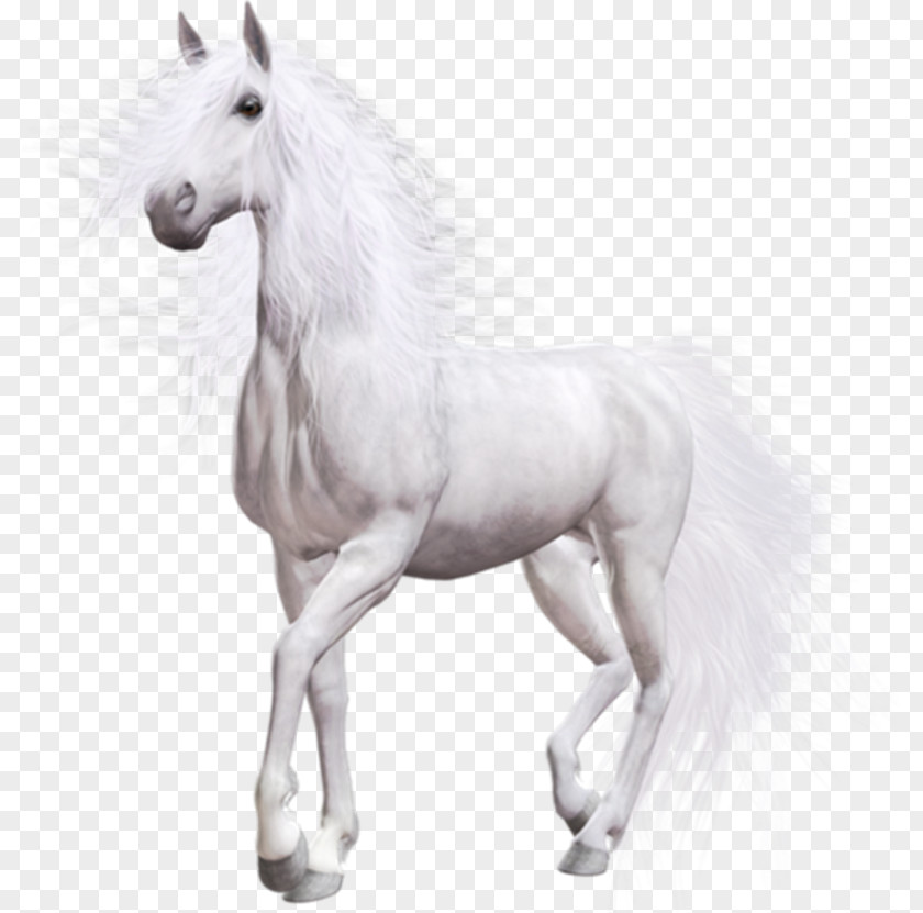 Horse White Desktop Wallpaper Clip Art PNG