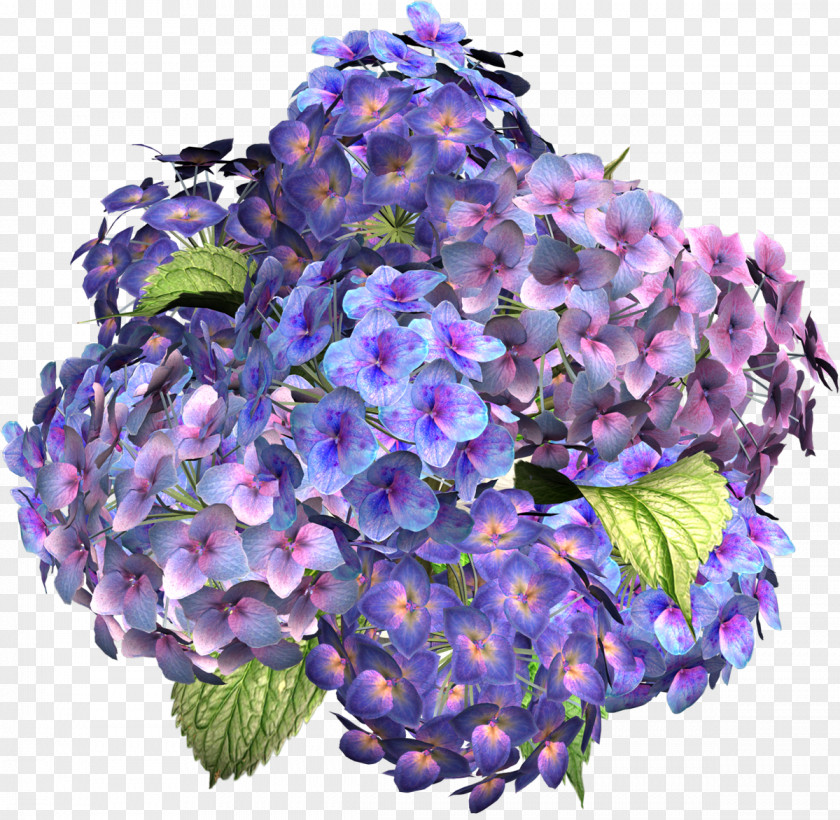 Hydrangea Flower Clip Art PNG