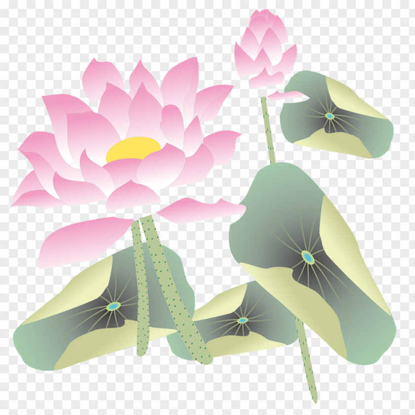 Lotus FIG. Nelumbo Nucifera PNG