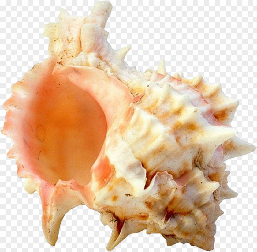 Seashell Mollusc Shell Clip Art PNG