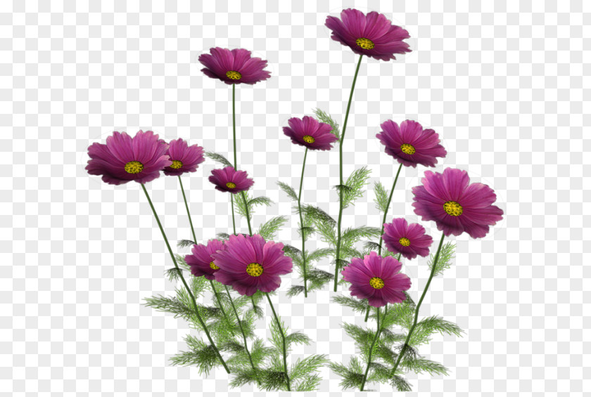 Chrysanthemum Flowers Flower Blog Raster Graphics Clip Art PNG