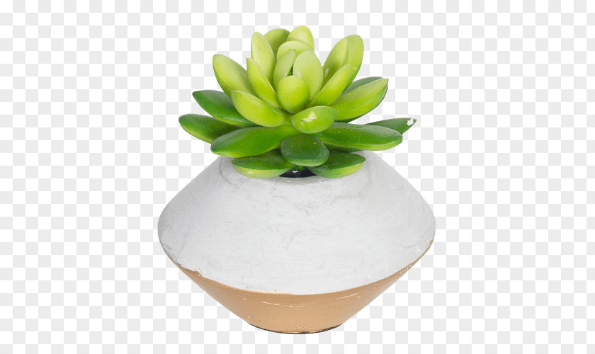 Succulent Flowerpot Plant Cactaceae Gold PNG