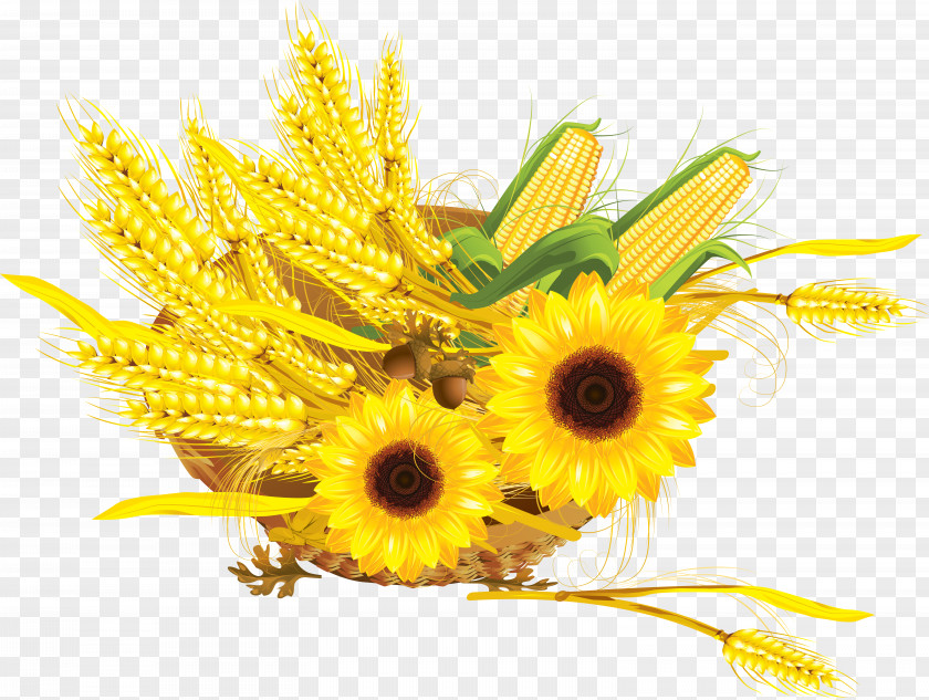 Wheat Common Sunflower Maize Cereal Press Cake PNG