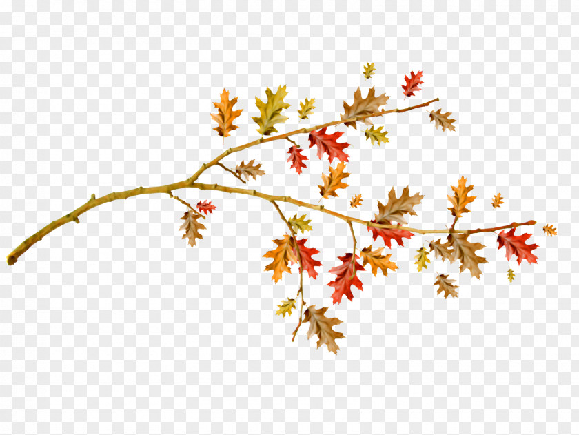 Autumn Tree Branch First Day Of School Image PNG