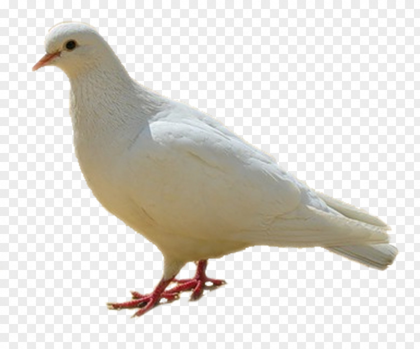 DOVES Rock Dove Homing Pigeon Columbidae Bird Colombe PNG