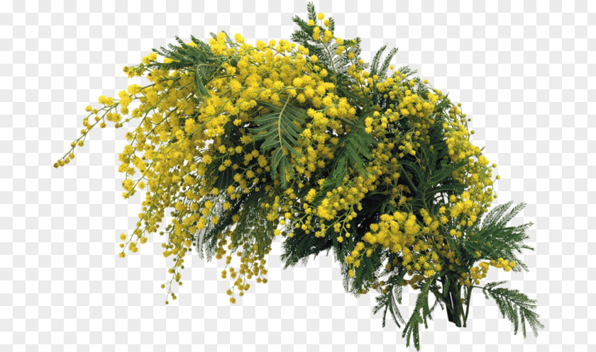 Dry Grape Mimosa Flower PNG