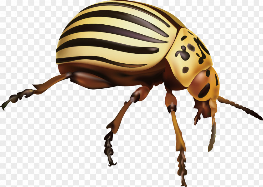 Insect Weevil Pest Colorado Potato Beetle PNG